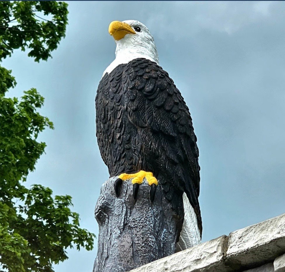 A bald eagle perched majestically, photographed at the local veterans park